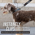 long dog leash for large dogs.