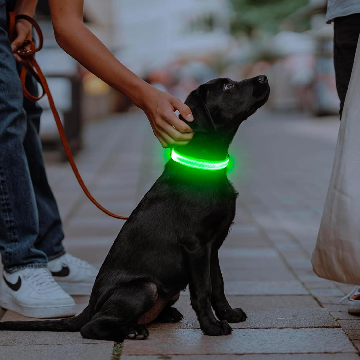 LED dog collar illuminating a black dog during a nighttime walk, enhancing safety and visibility.