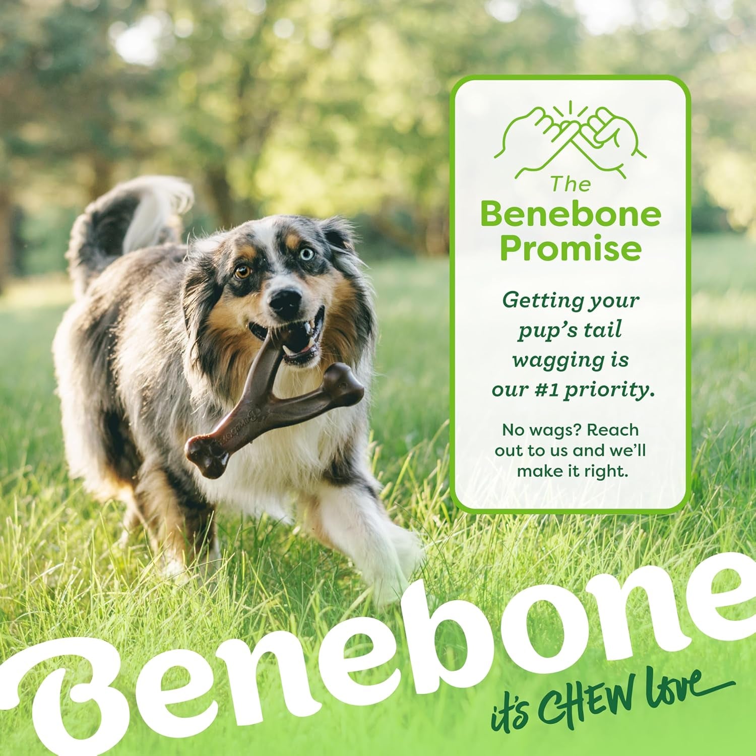 Happy dog holding durable dog chew toy for aggressive chewers Benebone long lasting chew outdoors