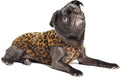 Comfortable Dog Fleece Jacket for Winter on a pug wearing a leopard print coat, perfect for keeping pets warm.