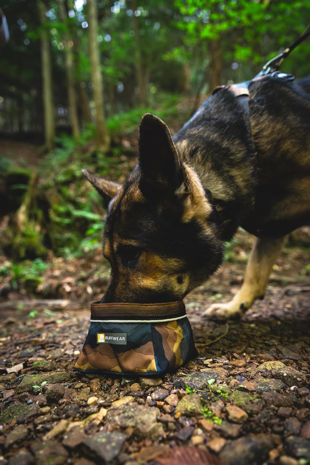 collapsible dog bowl for travel hiking and outdoor use