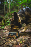 A dog using a Ruffwear Quencher collapsible dog bowl for travel while exploring outdoors.
