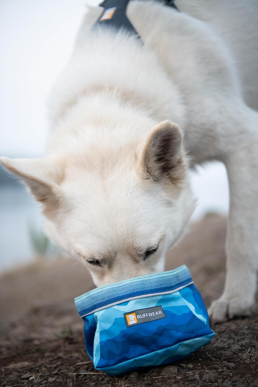 White dog sniffing a colorful collapsible dog bowl from Ruffwear near a body of water, ideal for travel.