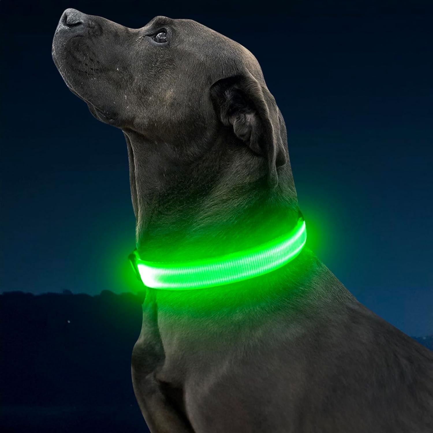 LED dog collar illuminating a dog's neck for nighttime safety and visibility during low-light walks.