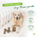 Durable Dog Chew Toy for Aggressive Chewers – Benebone with a happy dog relaxing on a sofa.