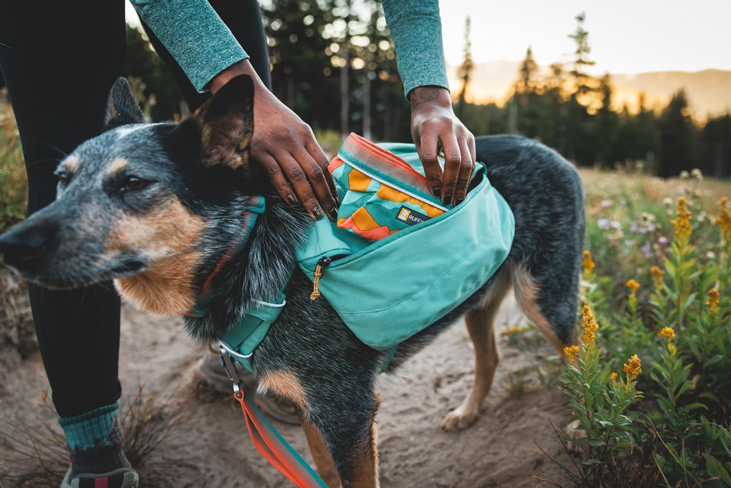 Person packing a collapsible dog bowl for travel into a dog's backpack in a scenic outdoor setting.