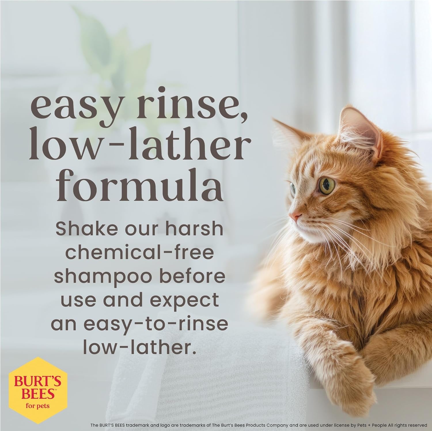 Hypoallergenic Cat Shampoo with Shea Butter and Honey
