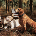 Two dogs in an outdoor setting wearing a Genuine Leather Heavy Duty Dog Collar.