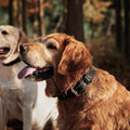 Golden retriever wearing a Genuine Leather Heavy Duty Dog Collar in a forest setting.