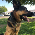 Genuine Leather Heavy Duty Dog Collar on a German Shepherd sitting on grass in a sunny park.