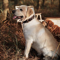 A Labrador Retriever wearing a Genuine Leather Heavy Duty Dog Collar while sitting in a natural setting.