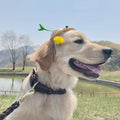 Golden retriever wearing a flower and headband, showcasing the Genuine Leather Heavy Duty Dog Collar.