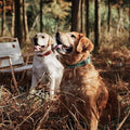 Genuine Leather Heavy Duty Dog Collar worn by a golden retriever and a Labrador in a forest setting.