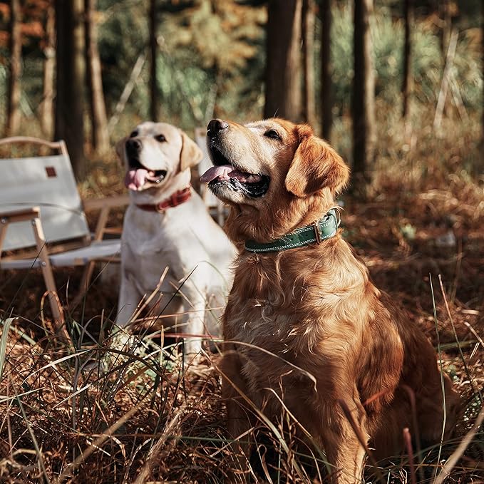 Green Dual Switch Leather Dog Collar