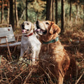 Two dogs enjoying the outdoors, one wearing a Genuine Leather Heavy Duty Dog Collar.