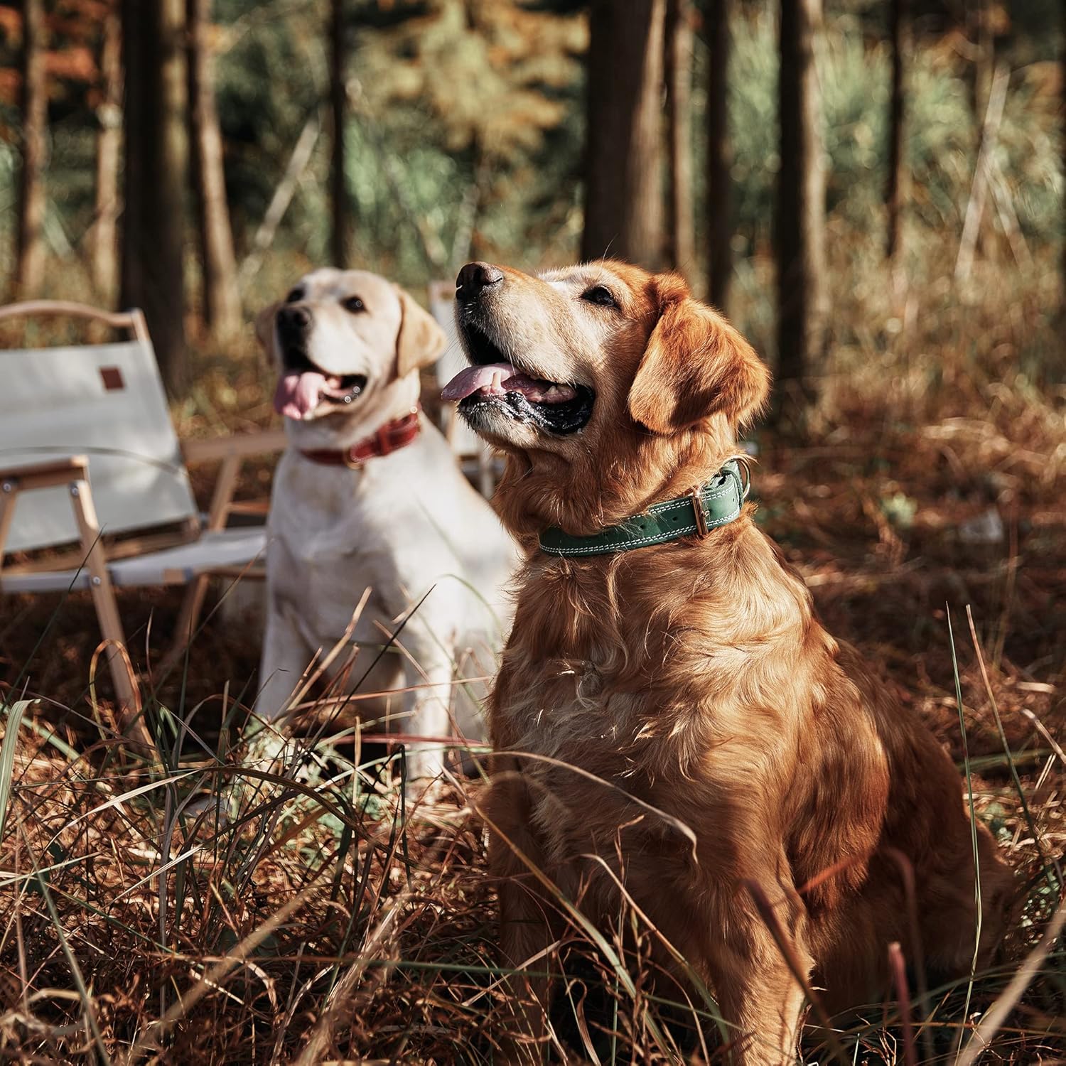 Green Dual Switch Leather Dog Collar
