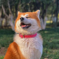 Happy dog wearing a pink collar, showcasing a Genuine Leather Heavy Duty Dog Collar.