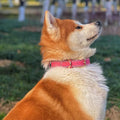 Dog wearing a pink Genuine Leather Heavy Duty Dog Collar, showcasing style and durability.