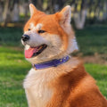Genuine Leather Heavy Duty Dog Collar on a happy Akita dog outdoors with green grass in the background.