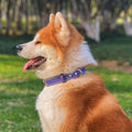 Akita wearing a Genuine Leather Heavy Duty Dog Collar in a park setting.