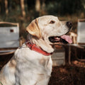 A Labrador Retriever wearing a Genuine Leather Heavy Duty Dog Collar outdoors with chairs in the background.