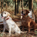 Two dogs wearing collars in a forest setting, showcasing the Genuine Leather Heavy Duty Dog Collar.