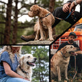 Wolfgang Heavy Duty Adjustable Dog Collar shown on different dogs enjoying the outdoors with their owners.