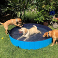Dogs playing in foldable dog pool backyard portable pet pool for large and medium dogs