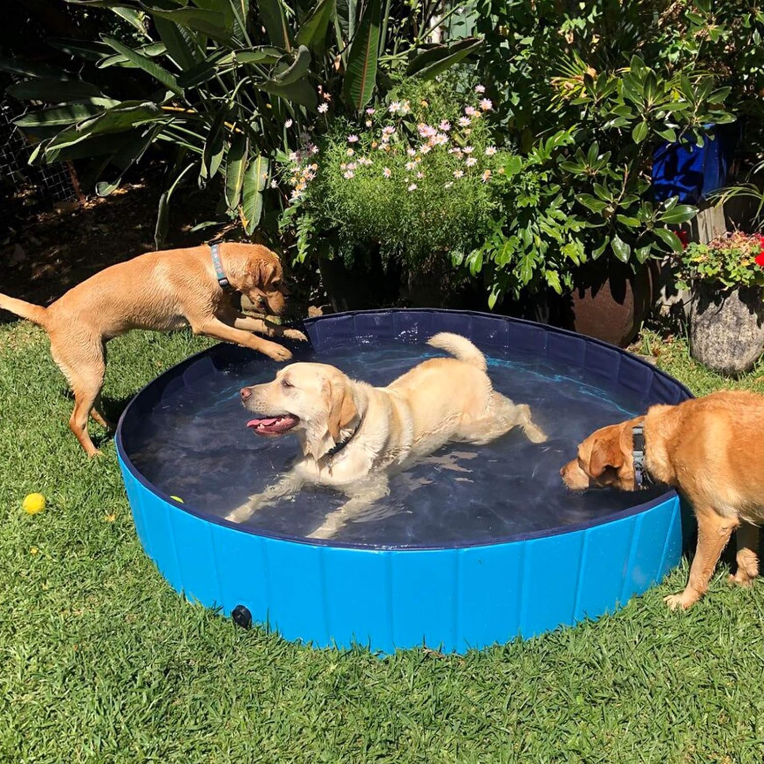 Dogs playing in foldable dog pool backyard portable pet pool for large and medium dogs