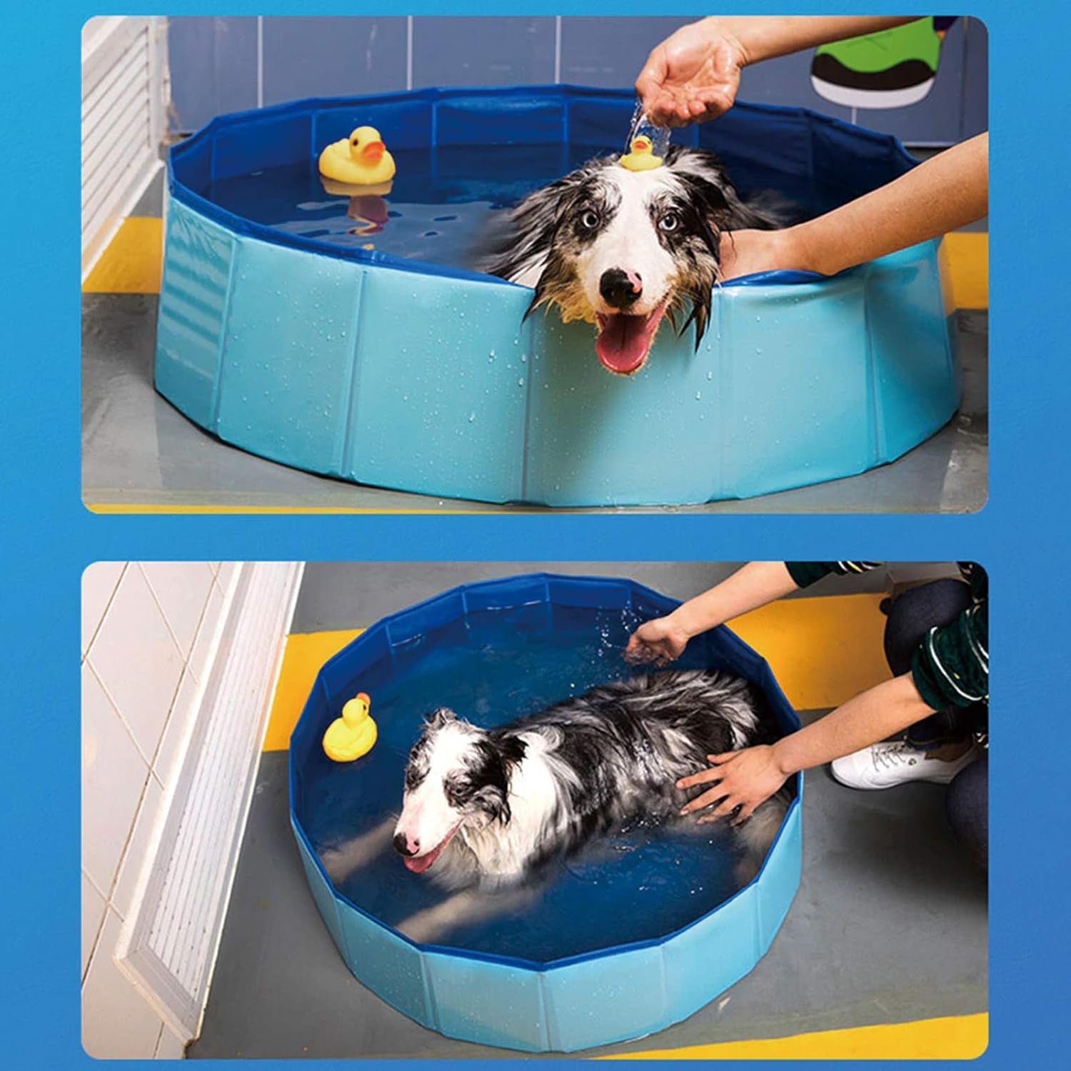 Dog bathing in foldable pet pool with rubber duck indoor portable dog pool