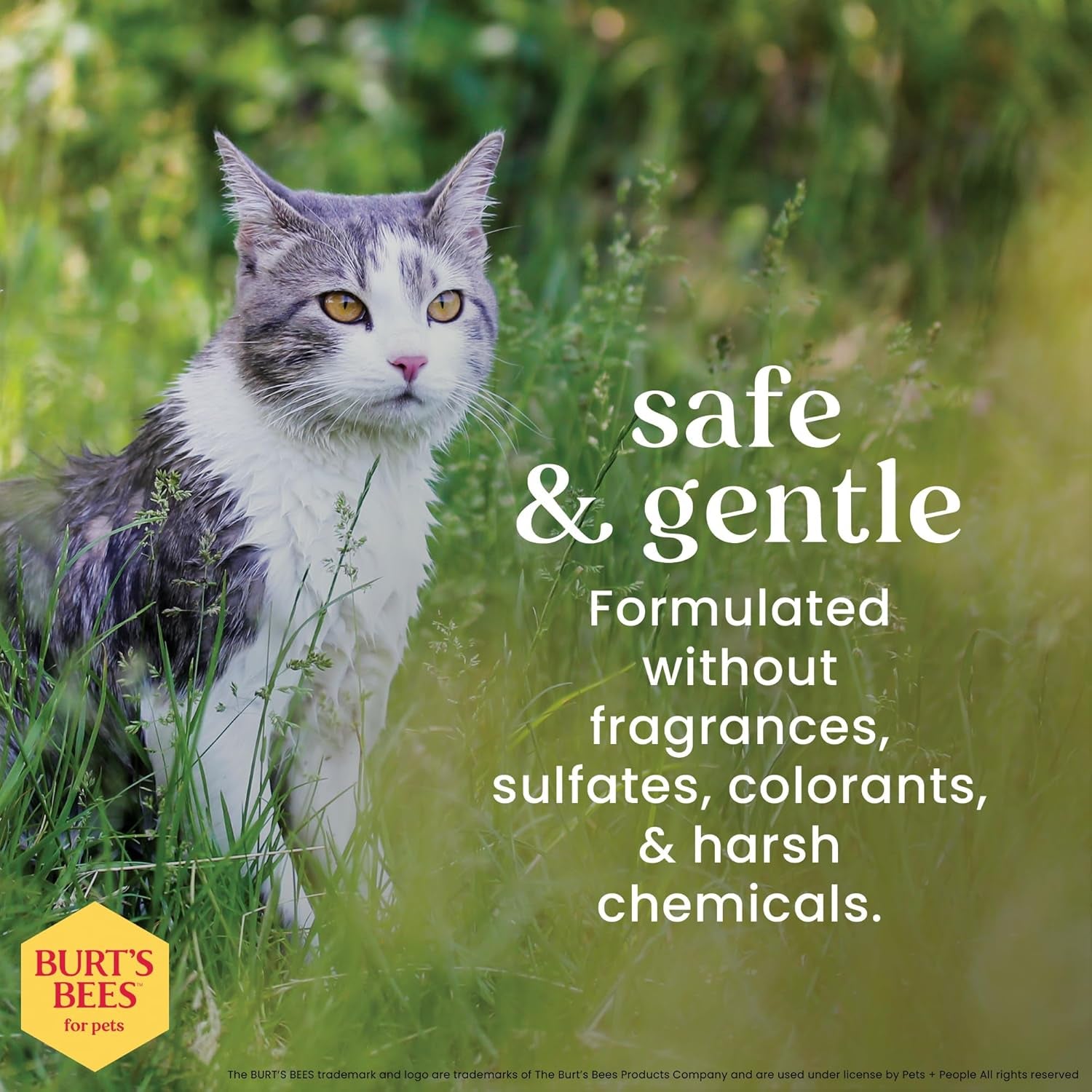 Hypoallergenic Cat Shampoo with Shea Butter and Honey