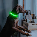 Dog wearing a green LED dog collar for safety and visibility during nighttime walks.