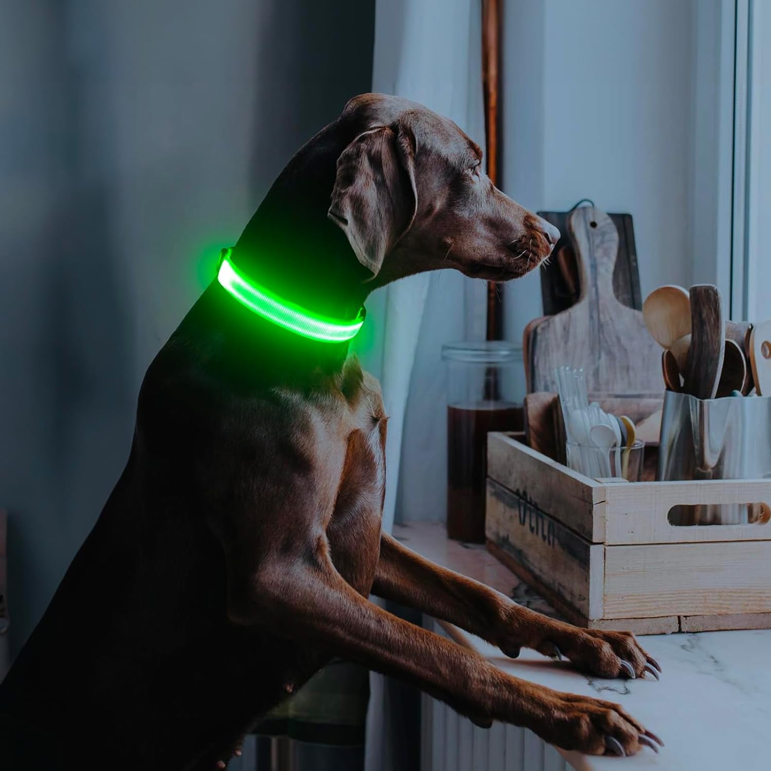 Dog wearing a green LED dog collar for safety and visibility during nighttime walks.
