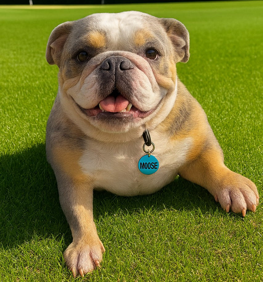 Meet Moose The Heart Behind Our Store